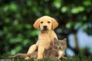 Dogs & Puppies