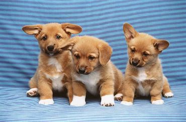 Dogs & Puppies