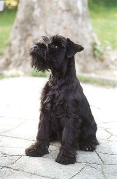 Catel Negru