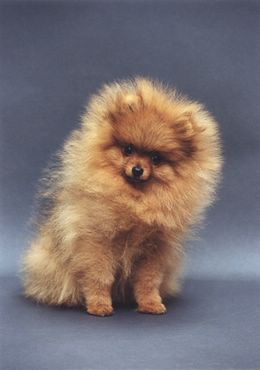 Dogs & Puppies