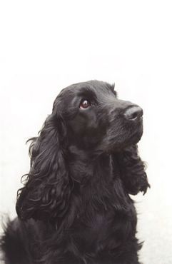 Dogs & Puppies