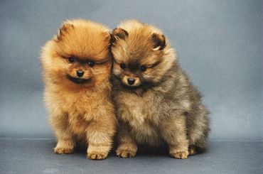 Dogs & Puppies