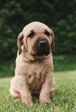 Dogs & Puppies