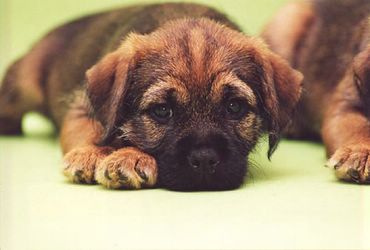 Dogs & Puppies