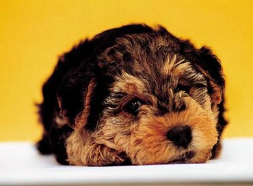 Dogs & Puppies