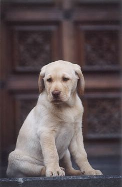 Labrador