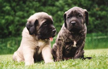 Dogs & Puppies