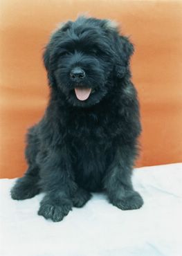 Catel Negru Negru