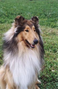 Catel Mare