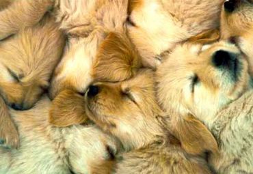 Dogs & Puppies