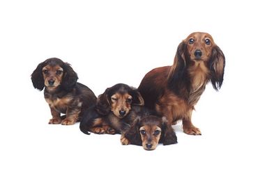 Dogs & Puppies