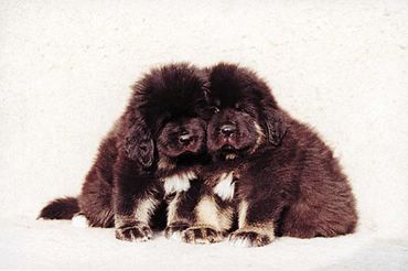 Dogs & Puppies