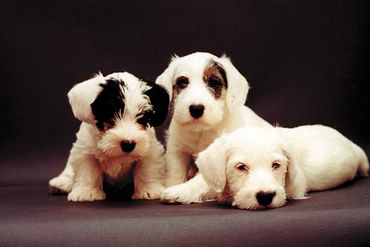 Dogs & Puppies