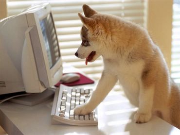 Dogs & Puppies