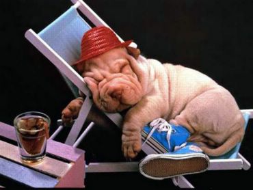 Dogs & Puppies