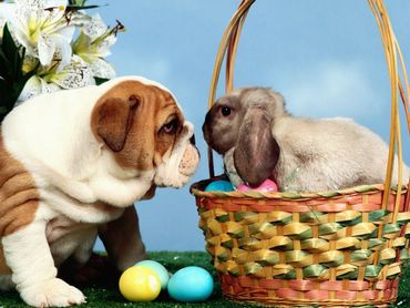 Dogs & Puppies