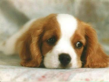 Dogs & Puppies