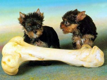 Dogs & Puppies