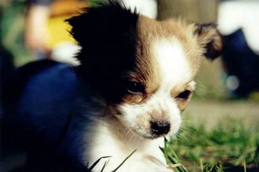 Dogs & Puppies