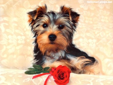 Dogs & Puppies
