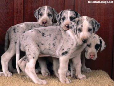 Harlequin Danes