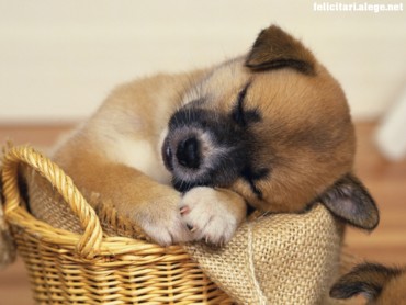Dogs & Puppies