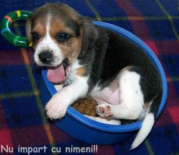 Dogs & Puppies