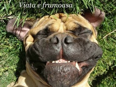 Viata Frumoasa