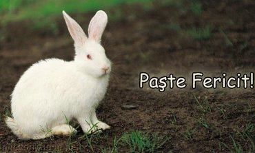 Paste Fericit