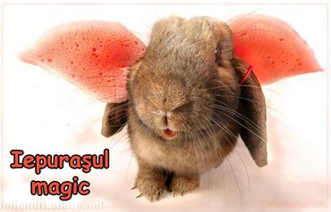 Iepurasul Magic