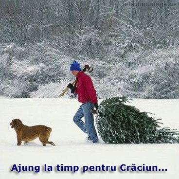 Ajung La Timp Pt Craciun
