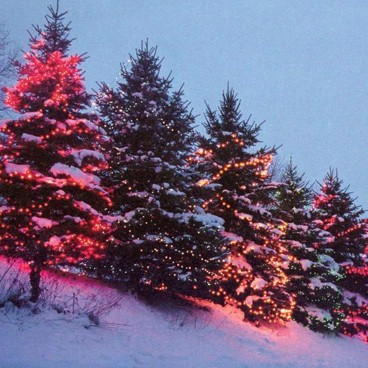 Christmas Trees