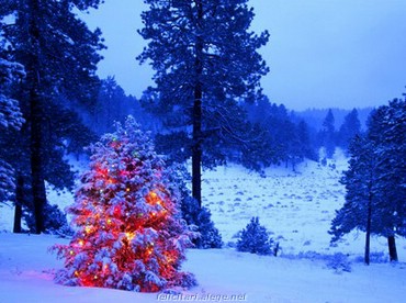 Christmas Tree in Snow