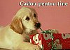 Cadou Pentru Tine