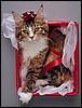 Cat Gift On Christmas