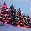 Christmas Trees