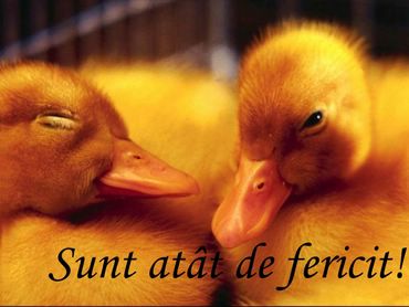 Sunt Atat De Fericit