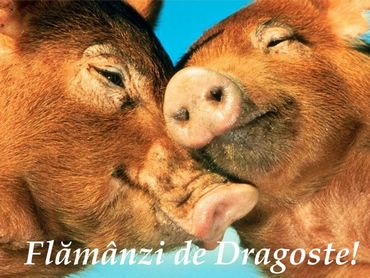 Flamanzi De Dragoste