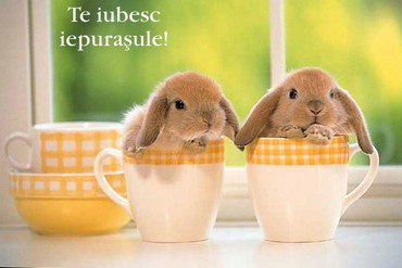 Te Iubesc Iepurasule