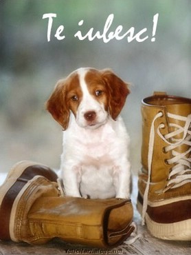 Nice Dog