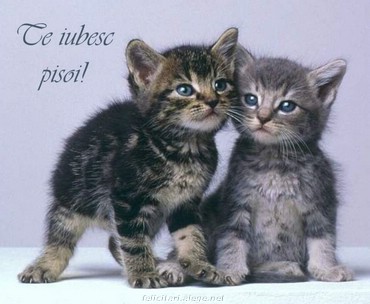 Te iubesc pisoi