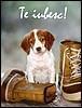Nice Dog