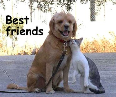 Friends