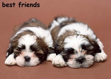Friends