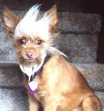 Bad hair day