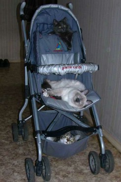 Cats