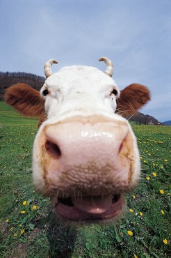 Vaca