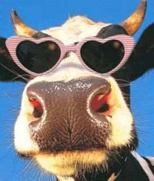 Vaca Cu Ochelari