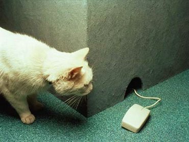 Pisica Dupa Mouse