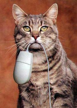 Pisica Cu Mouse